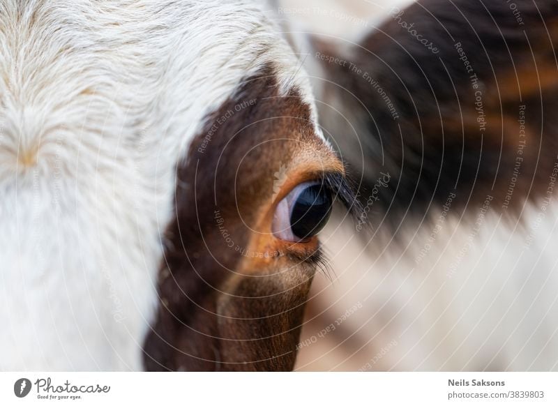 Auge einer braunen und weißen Kuh Ackerbau Tier Hintergrund Rindfleisch blau bovin schließen Nahaufnahme Cloud Landschaft niedlich Molkerei heimisch Ohr Gesicht