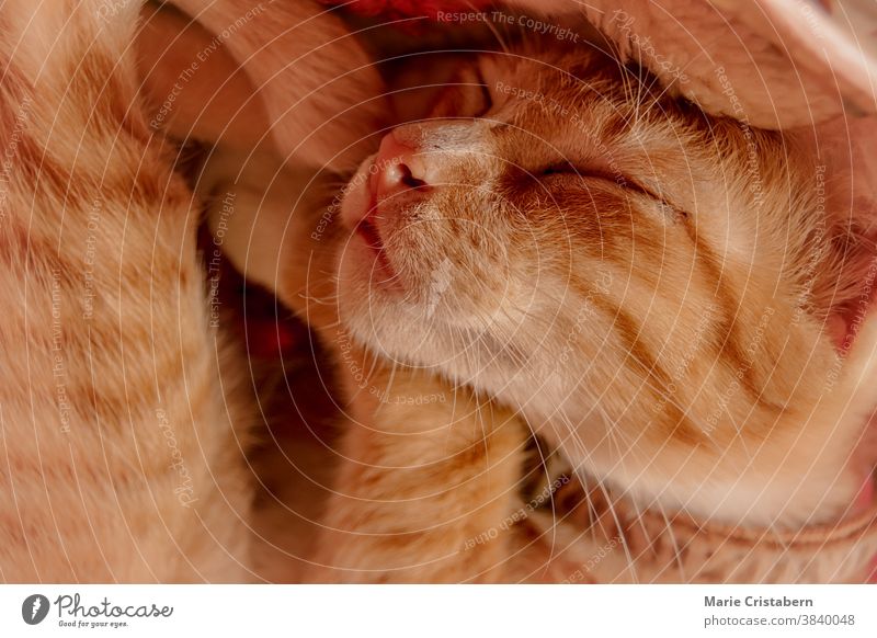 Eine niedliche Ingwer-Katze, die während der Herbstsaison bequem auf einem Korb schläft Haustier orange Lügen Lifestyle Leben zu Hause im Innenbereich Kätzchen