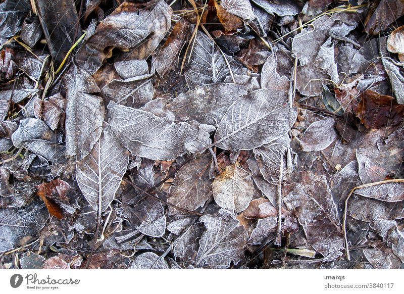 Vereiste Blätter Herbst Blatt viele Eis kalt Vogelperspektive Natur Wandel & Veränderung Vergänglichkeit Hintergrundbild Frost Winter
