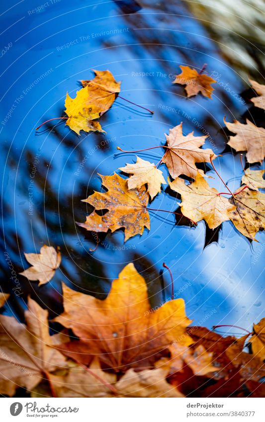 Herbstlaub auf Autoscheibe Berlin Ausflug Natur Umwelt Sightseeing Pflanze Schönes Wetter Akzeptanz Herbstfärbung herbstlich Naturerlebnis Farbfoto