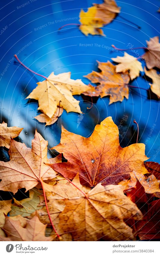Herbstlaub auf Autoscheibe Berlin Ausflug Natur Umwelt Sightseeing Pflanze Schönes Wetter Akzeptanz Herbstfärbung herbstlich Naturerlebnis Farbfoto
