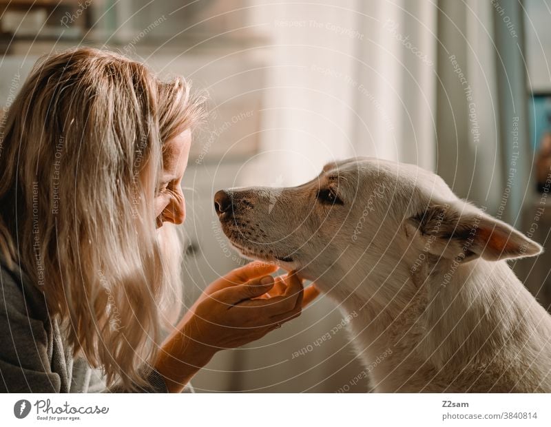 Junge Frau streichelt ihren Hund hund schäferhund weiß zuneigung Liebe haustier Kuscheln streicheln spielen Freundschaft Zusammensein Glück Farbfoto Haustier