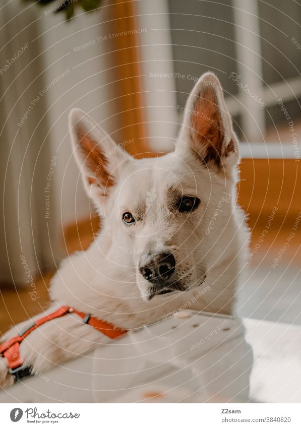 Portrait eins weißen Schäferhundes schäferhund zuneigung tierportrait zuhause Entspannung Schnauze gesicht nase Liebe niedlich treu Nahaufnahme Tierporträt Fell