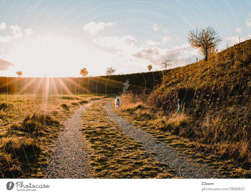 Weißer Schäferhund läuft auf einem Feld im Sonnenuntergang gassi gehen schäferhund spazieren weiß sommer sonne wärme lichtstrahl sonnenstrahlen feld natur