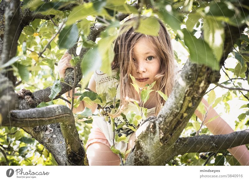 Mädchen klettert im Apfelbaum Garten klettern versteckt Kindheit Natur erleben Abenteuer Farbfoto Klettern Baum Tag Außenaufnahme Freude Landschaft grün hell