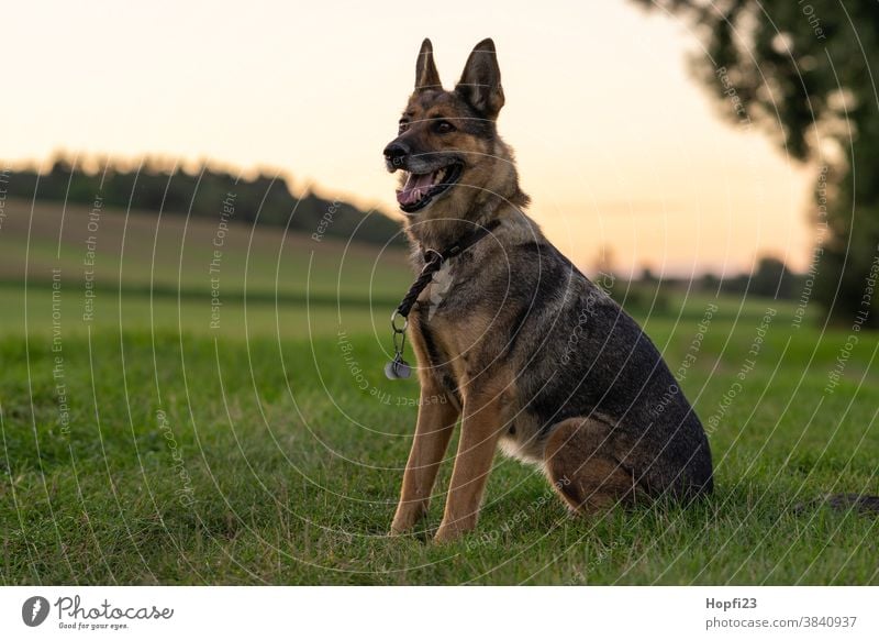 Deutscher Schäferhund auf einer Wiese Hund Haustier Tier Farbfoto Tierporträt Außenaufnahme Fell 1 niedlich Blick Menschenleer Tag Wachsamkeit Schutz Landschaft