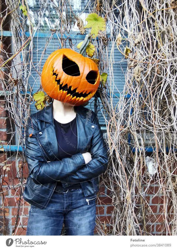 Portrait einer Kürbislady - oder eine junge Frau posiert mit Jeans und Lederjacke vor einem zugewucherten Gebäude mit einem Kürbis als Kopf Halloween Kürbiszeit