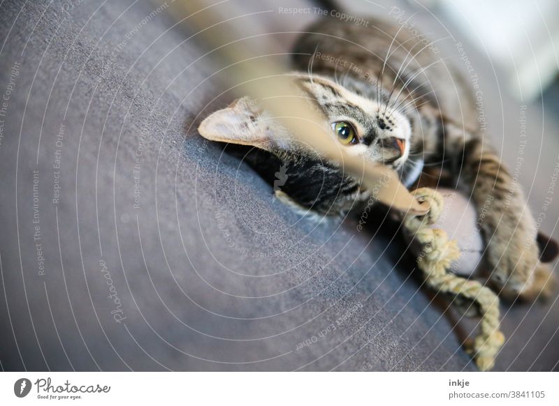 Katzenjunges spielt mit Stofftier Farbfoto Innenaufnahme Haustier 1 Spielen Beute Spielzeug Fangen Teppichboden Grau getigert niedlich Instinkt Tierportrait