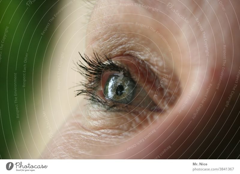 Ein Auge Frau Nahaufnahme Blick Wimpern Iris Regenbogenhaut Detailaufnahme Sinnesorgane kurzsichtig weitsichtig Sehvermögen Augenfarbe Makro Augenlid sehen