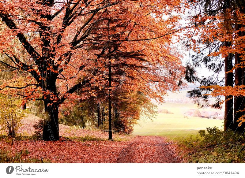 schau time Wald Herbstfarben Weg Waldrand Buche orange Landschaft Allgäu strahlend schauen Sonnenlicht Baum hell Blatt