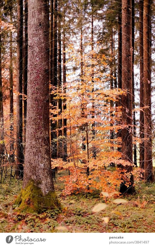 schau time II Wald Herbstfarben orange Buche Blätter Baumstamm einzeln dazwischen leuchtend jung Herbstlaub