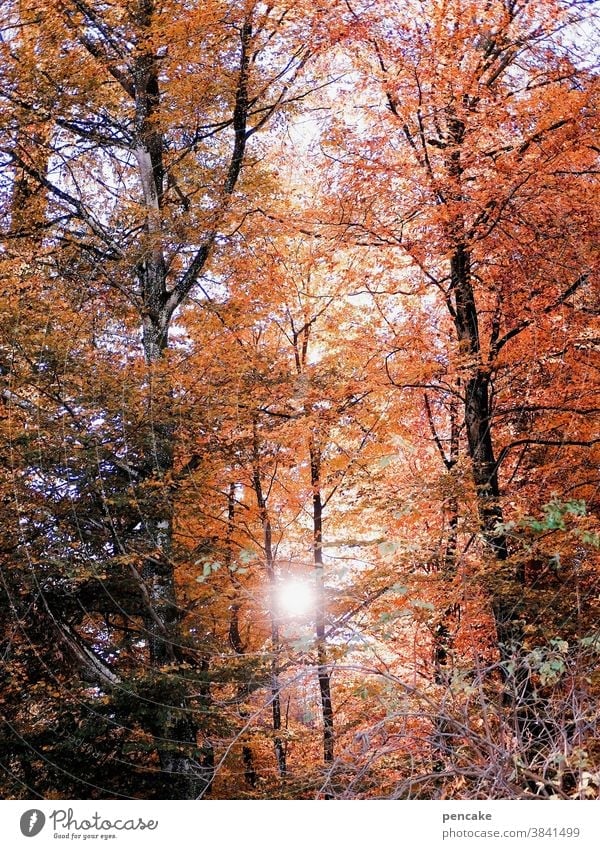 herbstglühen Bäume Buche Wald Herbstfarben Blätter Sonne orange rot Herbstlaub herbstlich Herbstwald Herbstfärbung Sonnenlicht Glut Wärme