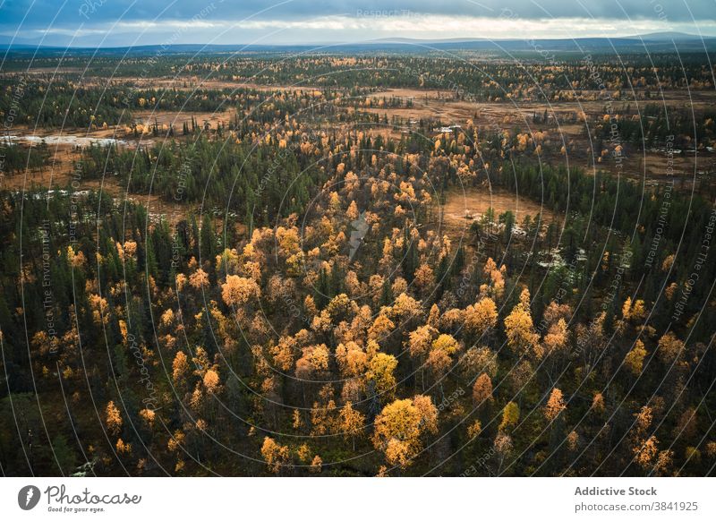 Scenery von immergrünen Wald am sonnigen Tag Herbst nadelhaltig Wälder fallen Saison Immergrün Sonnenlicht Landschaft gelb idyllisch ruhig Natur Baum wild