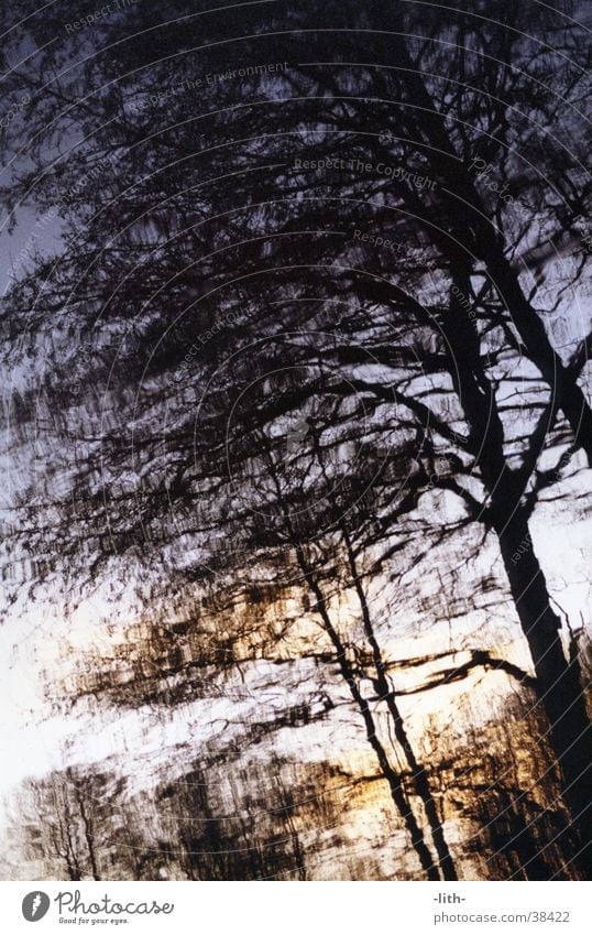 Wasserspiegelbild Baum Reflexion & Spiegelung Abend Teich
