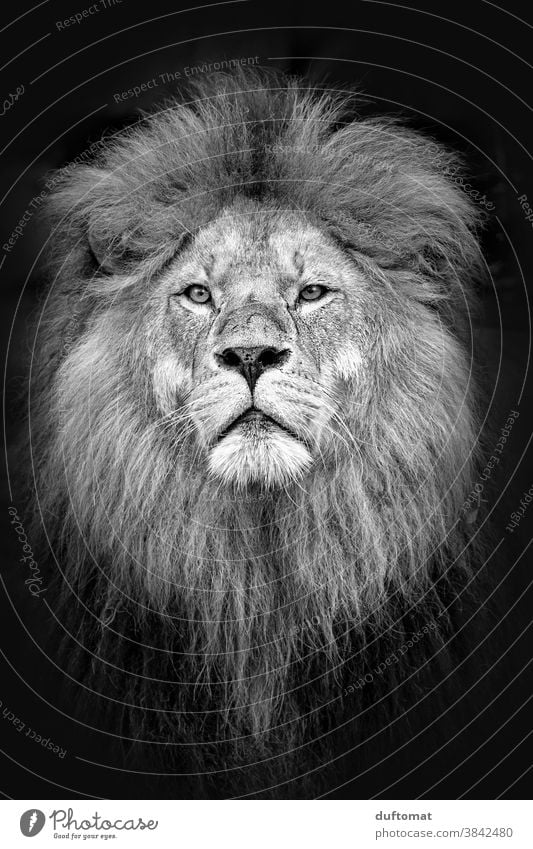 Portrait eines Löwen in schwarz weiß Kopf Tier Tierporträt Wildtier Tiergesicht 1 Natur Außenaufnahme Blick majestätisch Zoo Porträt Blick in die Kamera Auge