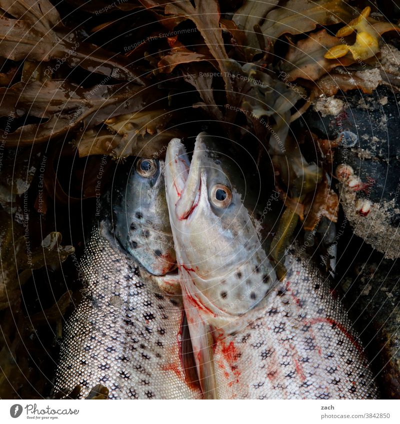 Nach der Jagd Angeln Fisch Forelle Meer Meerforelle Tier Wasser fangen Fischer fischen frisch Lebensmittel Angler See Freizeit & Hobby Angelschnur Angelrute