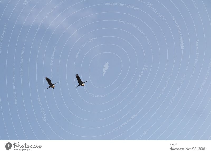 zwei Kraniche fliegen vor blauem Himmel Vogel Zugvogel Wölkchen Herbst Natur Außenaufnahme Farbfoto Wildtier Menschenleer Tier Freiheit Zusammensein Bewegung