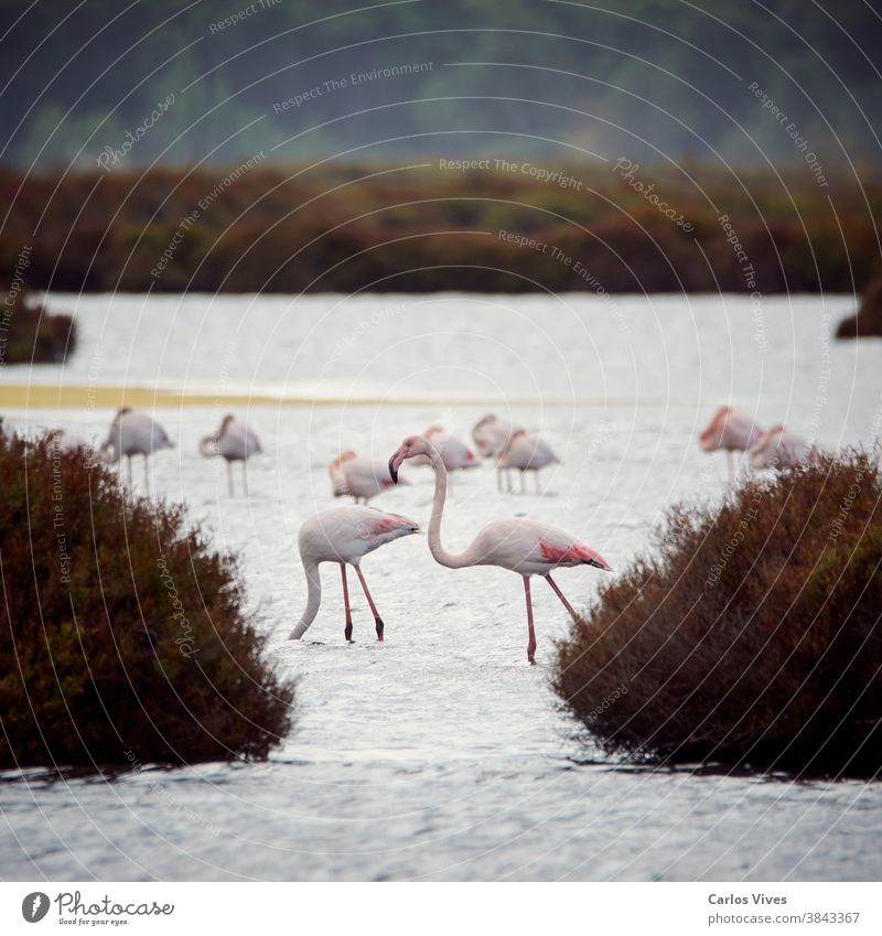 Rosa Flamingo im See, Zugvögel rasten Schwarm Wildnis Landschaft Tier Menschengruppe Vogel Natur Herde wild rosa Schönheit Wasser Wasservogel Reserve national