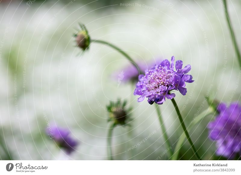 Violette Scabiosa-Blüte purpur Nadelkissen Blume Flora geblümt Frühling Sommer Saison saisonbedingt natürlich Natur Garten Gartenarbeit botanisch Pflanze