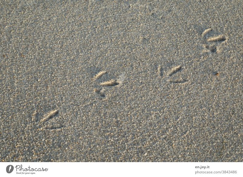 Vogelspuren im Sand Spuren Strand Möwenspur