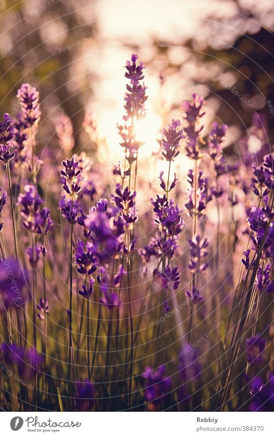 Méfiance en violet Natur Pflanze Blume Lavendel Duft schön Wärme violett Frühlingsgefühle Misstrauen ästhetisch Idylle Blumenwiese Sonnenlicht Sonnenstrahlen