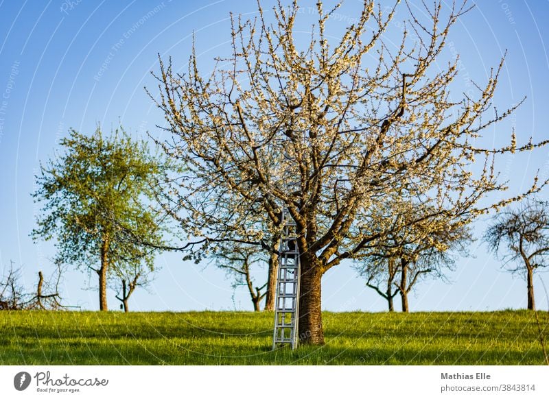 Apfelbaum mit Aluleiter Kirschbaum Pflanze Frühling Natur Landschaft Garten Blüte Menschenleer Ackerland Hintergrund ländliche Szene draußen Sonne Obst