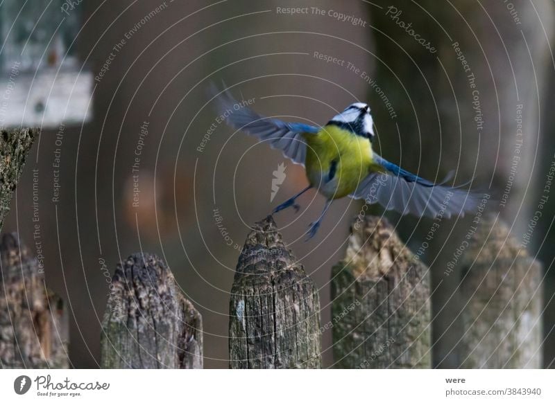 Blaumeisen fliegen von einem Zaun in der Nähe der Vogeltränke Kohlmeise Cyanistes caeruleus Parus Ater parus major Periparus Ater Wintervogel Tier
