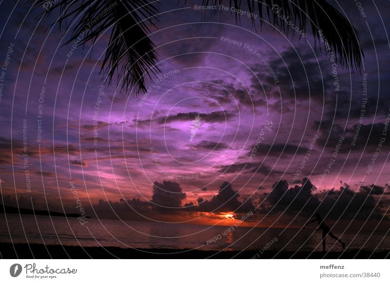 steinwurf Meer Wolken Sonnenuntergang Strand Palme werfen Abend