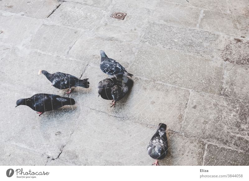Tauben auf einem Platz Stadt wild Italien Vögel draußen