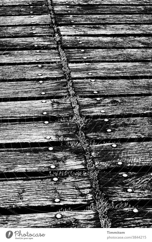 Holzsteg mit gewissen Alterungsspuren Steg alt Moos Linien Metall Nieten Menschenleer Schwarzweißfoto Außenaufnahme morsch