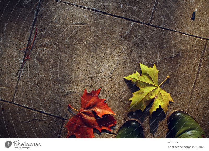 Herbst in der Stadt und vor willmas Füßen Herbstblätter herbstlich urban Ahornblatt Gehwegplatten Schuhe Textfreiraum rot grün