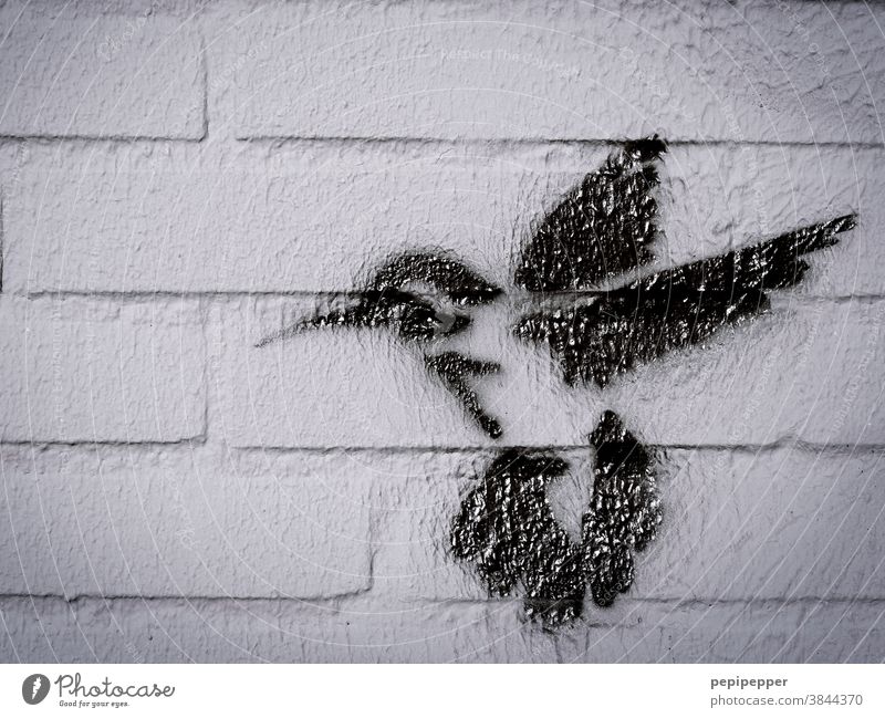 Kolibri auf ein Wand gesprüht Kolibris Tier Vogel Graffiti Tierporträt Flügel fliegen Feder Schnabel gemalt Nahaufnahme Mauer Mauerstein mauerwerk glänzend