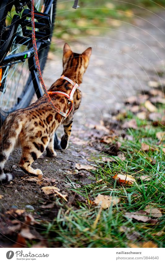 Katze macht Ausflug Blätter Haustier Gassi gehen warten aufgeregt Wachsamkeit entdecken Jagd geheimnisvoll Idylle Farbfoto Tierliebe selbstbewußt weich Neugier