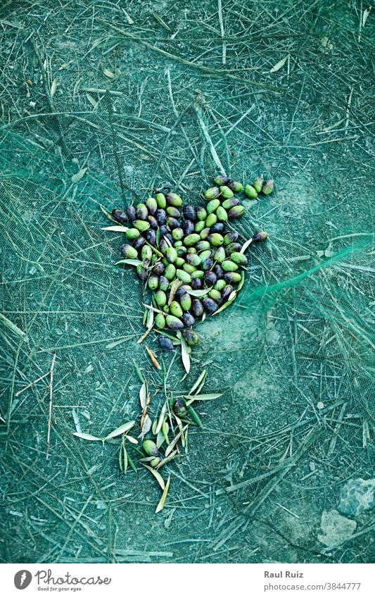 Satz geernteter Oliven in einer Decke Lebensmittel landwirtschaftlich Ackerbau Schönheit Biografie biologisch Ast Farbbild betrachtend Öko ökologisch Europa