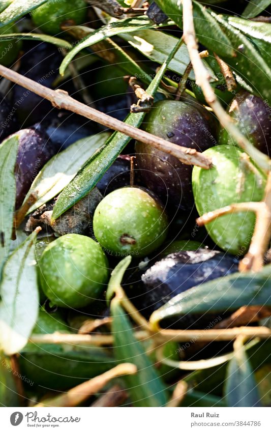 Satz grüner und schwarzer Oliven Lebensmittel landwirtschaftlich Ackerbau Schönheit Biografie biologisch Ast Farbbild betrachtend Öko ökologisch Europa