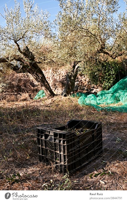 Für die Ernte vorbereitete Olivenfelder, Oliven, sonniger Tag Lebensmittel landwirtschaftlich Ackerbau Schönheit Biografie biologisch Ast Farbbild betrachtend