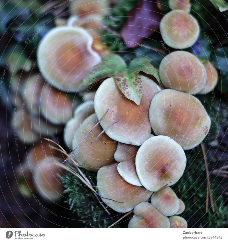 Mehrere hellbraune Pilze stehen gedrängt in Draufsicht rund Herbst Gruppe zusammen Pilzhut Moos Natur Umwelt Pflanze