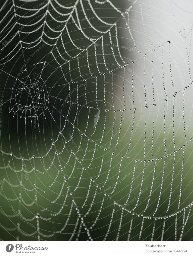 Spinnennetz Radnetz mit Tautropfen vor grünem Hintergrund Tropfen Girlande Wassertropfen Natur Netz Außenaufnahme nass natürlich Morgen Schwache Tiefenschärfe