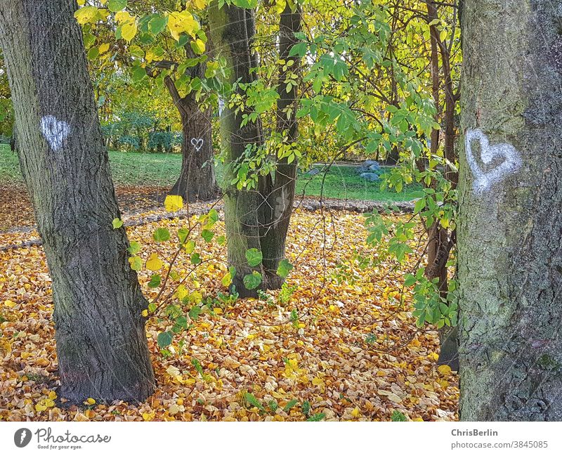 Bäume im Herbst mit gemalten weissen Herzen Baum Natur Wald Außenaufnahme Baumstamm Umwelt grün Tag Waldboden Farbfoto Waldspaziergang Menschenleer
