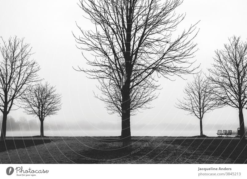 nebliger düster Herbsttag am See mit Bäumen Nebel Schwarzweißfoto Nebelstimmung Bank Natur Außenaufnahme Himmel Wasser Seeufer Landschaft ruhig grau Winter Baum