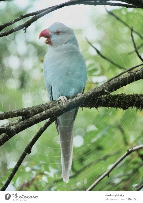 Exotischer Vogel mit offenem Schnabel auf einem Ast im Wald sitzend exotischer roter roter Schnabel Flügel Natur Gefieder blau wild Tier Außenaufnahme fliegen