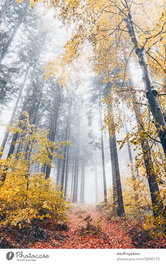 Nebelwald im Deister Wanderung Berge u. Gebirge deister Umwelt Natur Ausflug Landschaft Ferne wandern Sightseeing Pflanze Herbst Akzeptanz Wald Baum Vertrauen