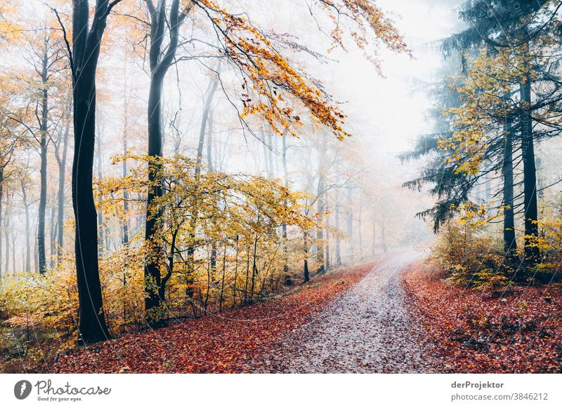 Weg im Nebelwald im Deister Wanderung Berge u. Gebirge deister Umwelt Natur Ausflug Landschaft Ferne wandern Sightseeing Pflanze Herbst Akzeptanz Wald Baum