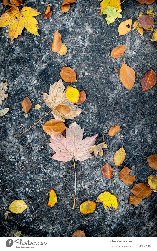 Trockenes Herbstlaub am Boden Spaziergang Schwache Tiefenschärfe Kontrast mehrfarbig Tag Licht Textfreiraum unten Textfreiraum links Textfreiraum rechts