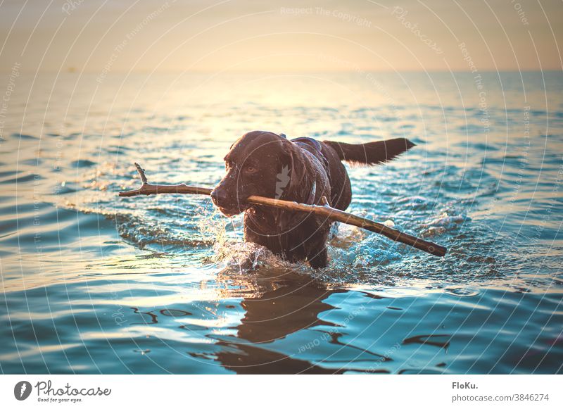 Hund mit Stock im Meer Tier Larbardor Nordsee Wasser Strand Küste Außenaufnahme Farbfoto Ferien & Urlaub & Reisen Himmel Natur Wellen Freiheit Tag