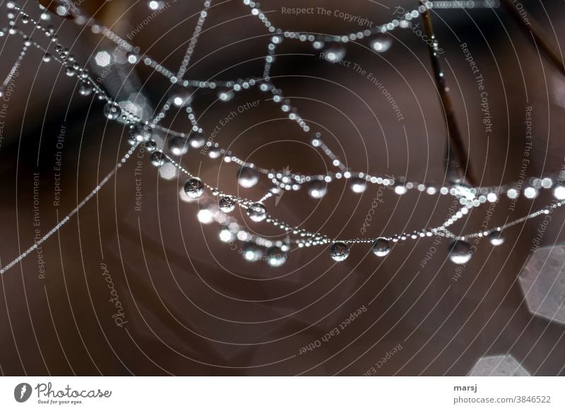 Wassertröpfchen an Spinnennetz Netzwerk Wassertropfen Kunstwerk Natur Herbst außergewöhnlich hängen leuchten elegant fantastisch gruselig träumen Surrealismus