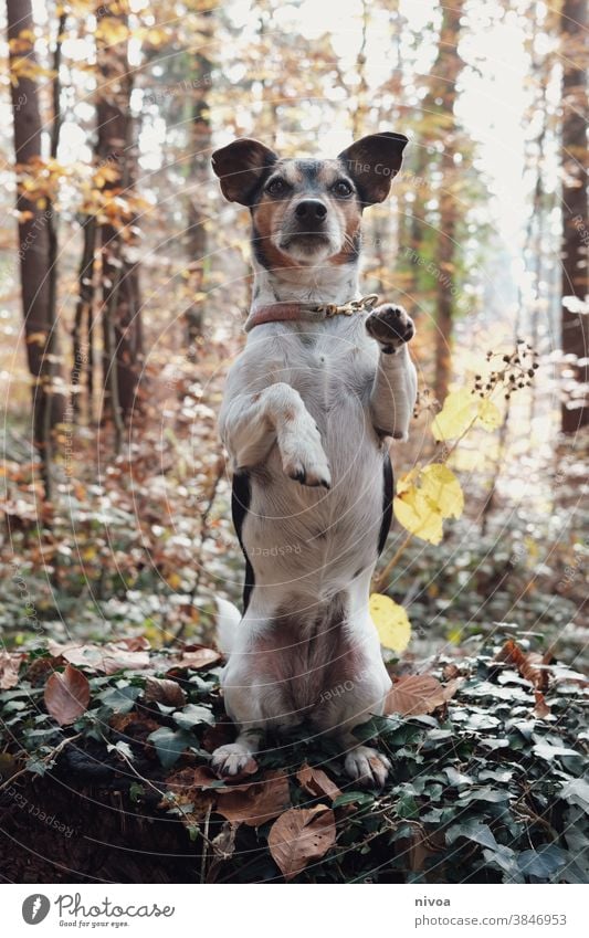 Jack Russell macht Männchen im Wald Jack-Russell-Terrier männchen machen Hund Tier Haustier klein niedlich Reinrassig braun Außenaufnahme gehorsam intelligent