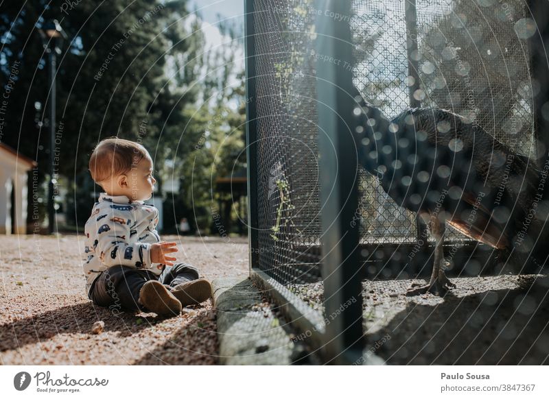 Kleinkind schaut Pfau an 0-09 Jahre Lernen und Wissen anhänglich authentisch Herbst lässig Kaukasier Kind Farbe Neugier Tag Genuss Umwelt erkunden Familie Glück