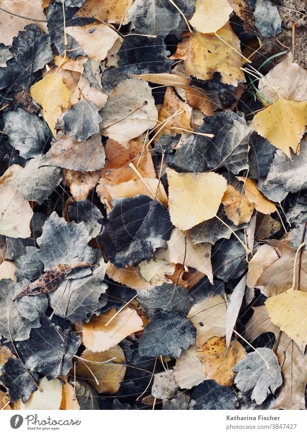 Blätter in schwarzbraun-gelb Herbst Herbstlaub Blatt herbstlich Herbstfärbung Natur Farbfoto Außenaufnahme Menschenleer Herbstbeginn Tag Baum Herbstwetter