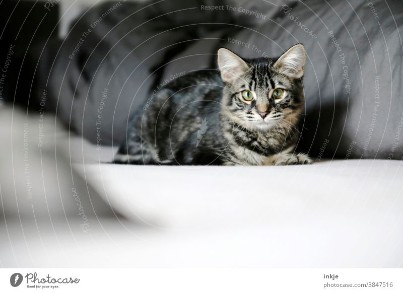 Die Katze liegt auf der Matratze Farbfoto gedeckte Farben Innenaufnahme Nahaufnahme Bett Zuhause Tag Kontrast grau getigert Katzenjunges Katzenportrait